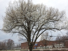 Pyrus calleryana