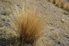 Festuca novae-zelandiae