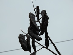 Gymnocladus dioicus