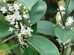 Monolepta cavipennis