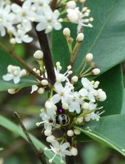 Monolepta cavipennis
