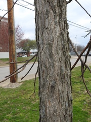 Gymnocladus dioicus