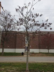 Gymnocladus dioicus