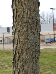 Gymnocladus dioicus