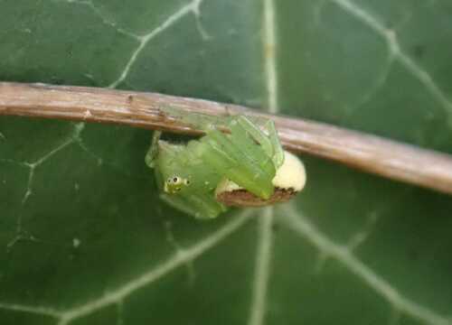 Photo of Eurasian Green Crab Spider (Diaea dorsata)