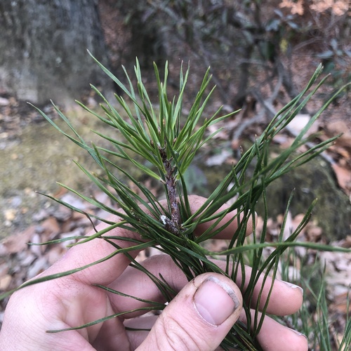 Virginia pine (Pinus virginiana)
