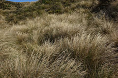 Chionochloa rigida rigida