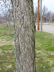 Gymnocladus dioicus