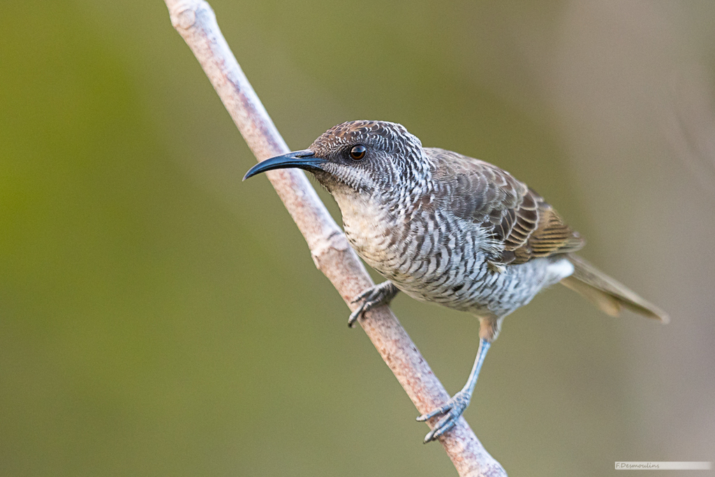 Barred Honeyeater photo