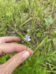 Sunčana Bradley, CC BY, iNaturalist via GBIF Nemesia denticulata, photograph Sunčana Bradley, CC BY, iNaturalist via GBIF