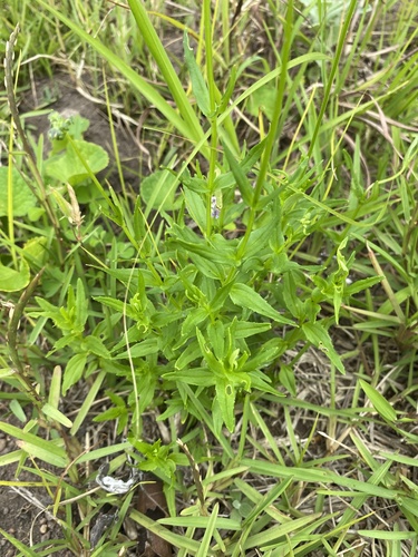 Nemesia denticulata, photograph 5