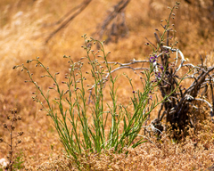 Nicolás Villaseca Merino, CC BY-SA, iNaturalist via GBIF Malesherbia linearifolia, photograph Nicolás Villaseca Merino, CC BY-SA, iNaturalist via GBIF