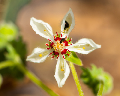 Loasa prostrata (Loasa prostrata)
