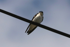 Tachycineta bicolor