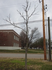 Gymnocladus dioicus