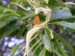 Japonica saepestriata