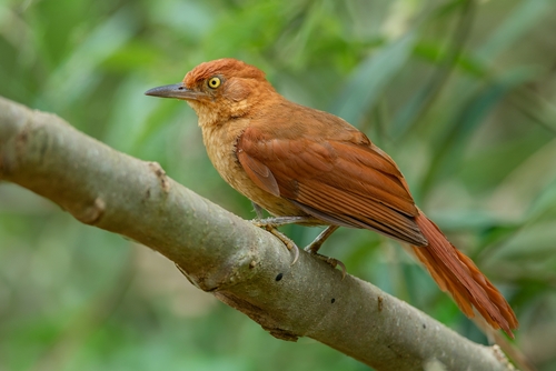 Chestnut-capped Foliage-gleaner
