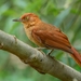 Chestnut-capped Foliage-Gleaner - Photo (c) Luciano Bernardes, some rights reserved (CC BY-NC), uploaded by Luciano Bernardes