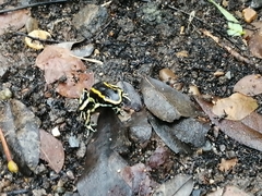 Dendrobates truncatus