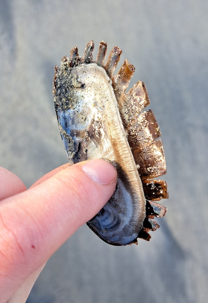 Boreal Awning Clam