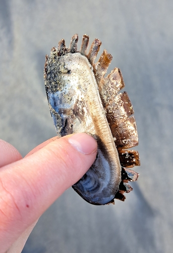 Boreal Awning Clam