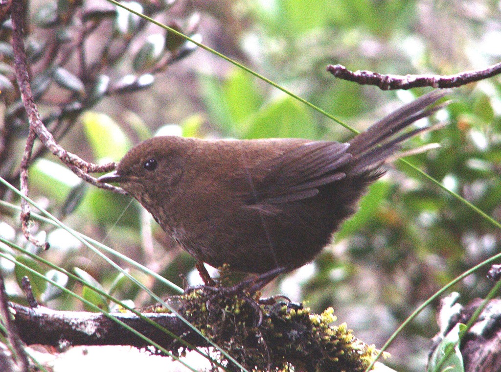 Friendly Bush Warbler photo