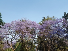 Jacaranda
