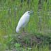 Madagascar Pond-Heron - Photo (c) Jerry Oldenettel, some rights reserved (CC BY-NC-SA)