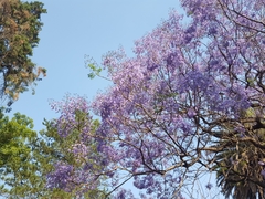 Jacaranda
