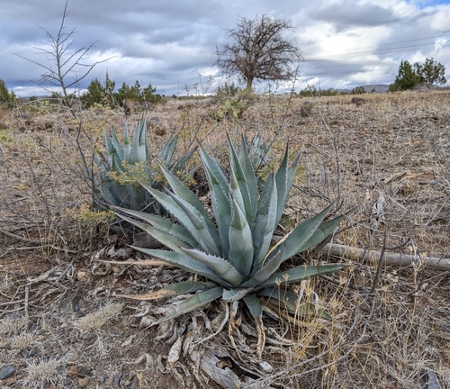 Agave chrysantha
