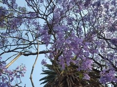Jacaranda