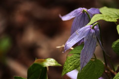Clematis occidentalis grosseserrata