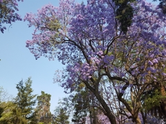 Jacaranda