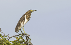 Malagasy Pond Heron photo 2