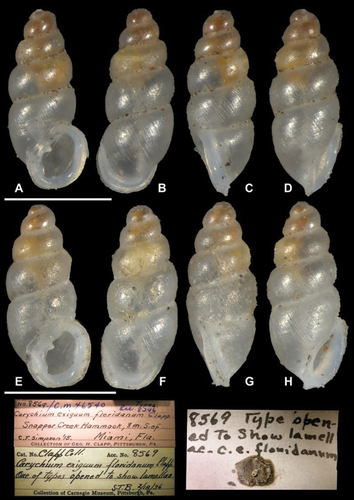 Carychium