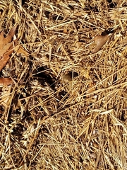 Microtus californicus