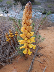 Cistanche phelypaea