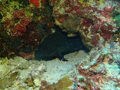 Epinephelus ongus