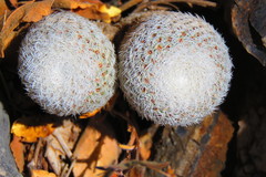 Mammillaria lanata