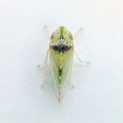 Xerophloea
