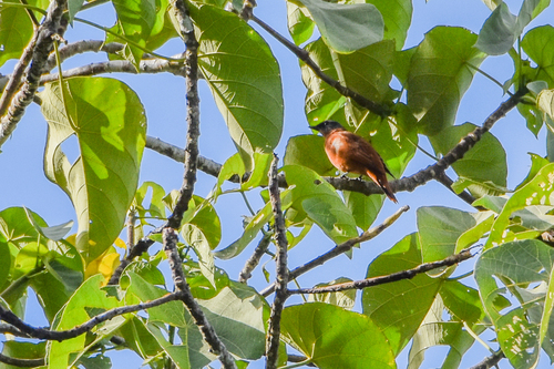 Grey-headed Cuckooshrike (Edolisoma schisticeps), photo 8