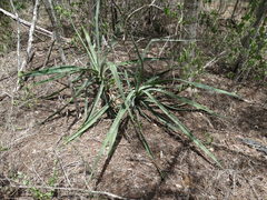 Agave angustifolia