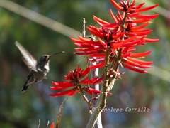 Cynanthus latirostris