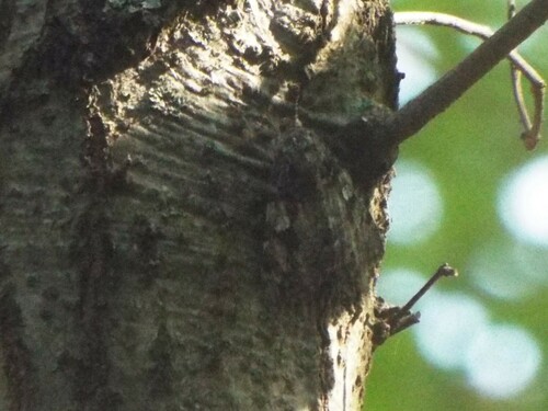 Ilia underwing