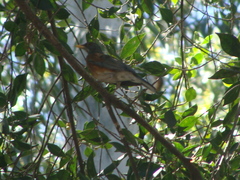 Turdus rufopalliatus
