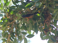 Icterus spurius