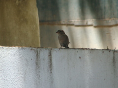 Passer domesticus