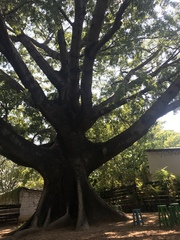 Ceiba pentandra