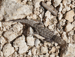 Mediodactylus orientalis