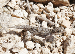 Mediodactylus orientalis